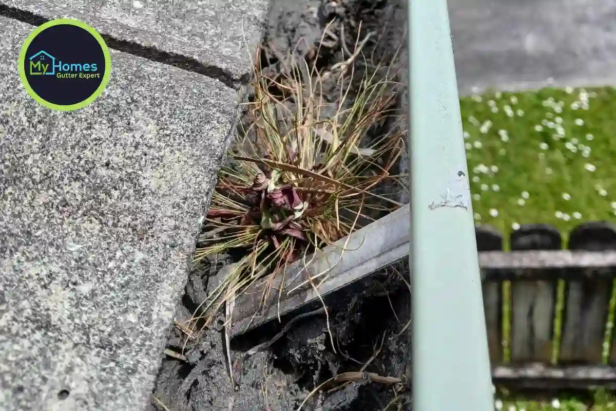 Weeds and debris growing in blocked gutter before repair in Takapuna, North Shore